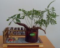 厦门哪里有卖微型盆栽？