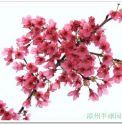 供应优质福建山樱花