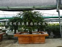 明溪红豆杉苗木